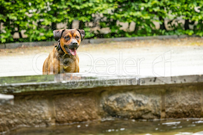 Big dog is having fun at the water