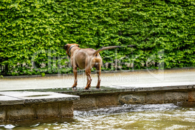 Big dog is having fun at the water