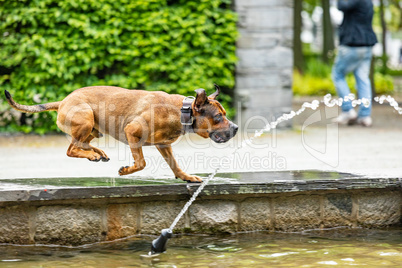 Big dog is having fun at the water