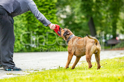 Big dog retrieves an object