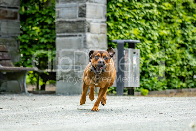 Free-running dog runs in the park