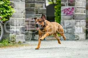 Free-running dog runs in the park