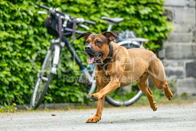 Free-running dog runs in the park