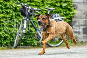 Free-running dog runs in the park