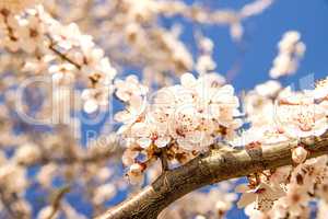 cherry blossom, branch with flowers