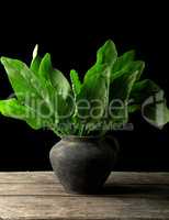 fresh green leaves of sorrel in a clay pot on a wooden table