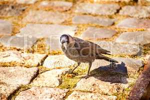 hooded crow, bird of the fauna of Poland