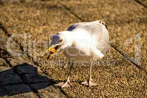 herring gull in a pedestrian area in Poland feeds bread