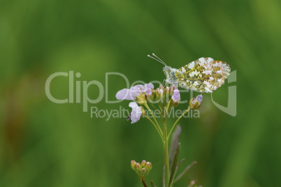 Aurorafalter (Anthocharis cardamines)