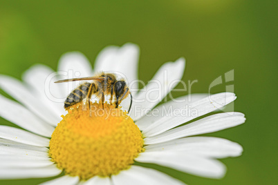 Gemeine Sandbiene (Andrena flavipes)