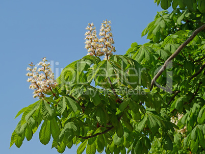Horse Chestnut Tree Flowering