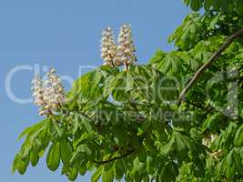 Horse Chestnut Tree Flowering
