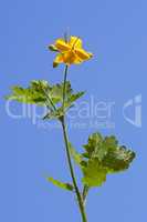 Celandine flower on the blue sky background