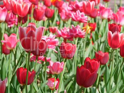 Red Tulip Flowering Close-up