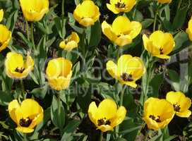 yellow tulip at spring on Earth