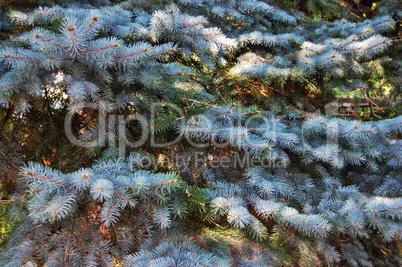 White Fir Tree