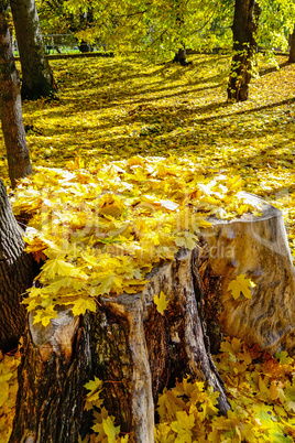 Autumn in park