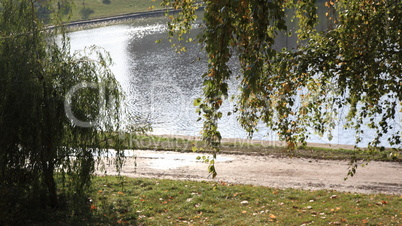 birch at autumn