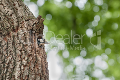 Buntspechtkopf schaut aus Bruthöhle im Baum