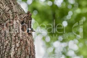 Buntspechtkopf schaut aus Bruthöhle im Baum