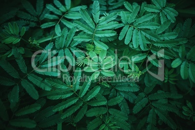 green leafs