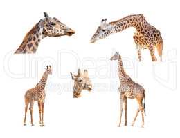 116+ Megapixel Giraffe Variety Collection Isolated on White