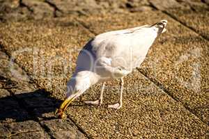 herring gull in a pedestrian area in Poland feeds bread