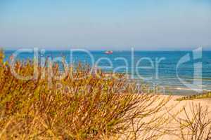 beach of the Baltic sea with beach grass