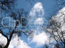 naked tree and sky