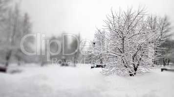 city park after snowfall at day