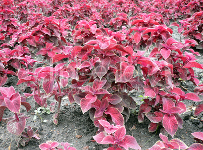 red leafs on flowerbed