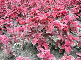 red leafs on flowerbed