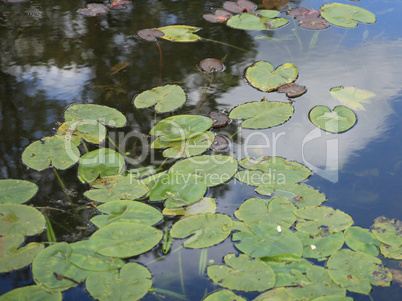 nymphaea in japan garden