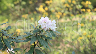 white Flowers at spring