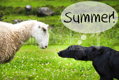 Dog Meets Sheep, Text Summer, Wild Nature