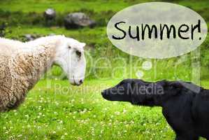 Dog Meets Sheep, Text Summer, Wild Nature