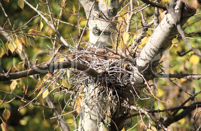 convolute nest on tree