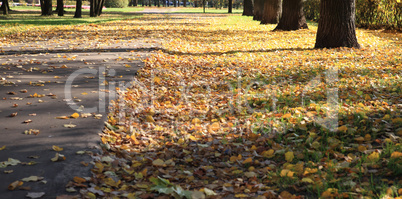 road in autumn day