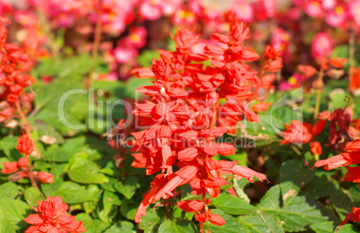 red little flowers