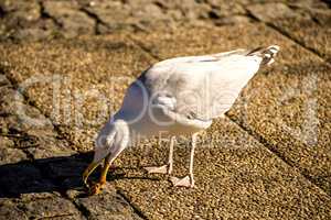 herring gull in a pedestrian area in Poland feeds bread