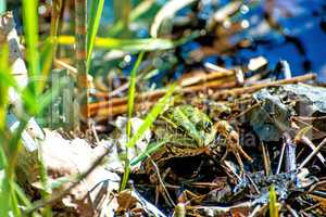 common European frog in a pond in Poland