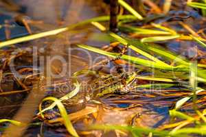 common European frog in a pond in Poland