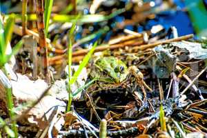 common European frog in a pond in Poland