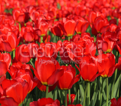 red tulip at spring