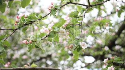 Apple Flower at Spring