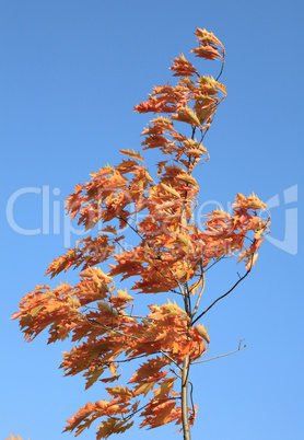 red oak leafs at autumn