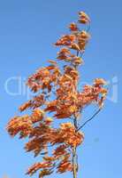 red oak leafs at autumn