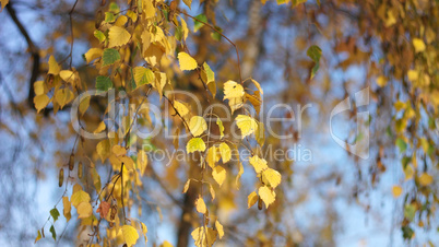 birch at autumn day