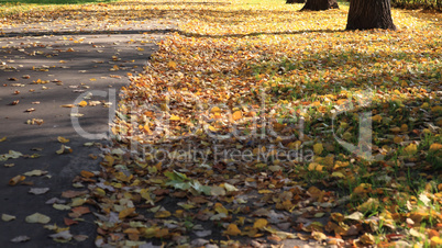 road in autumn day