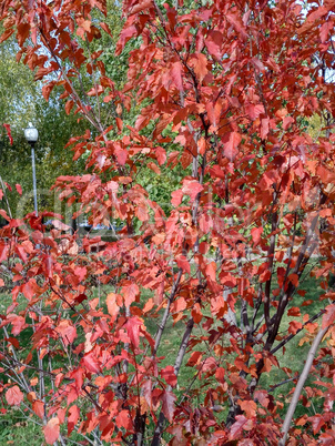 red oak leafs at autumn